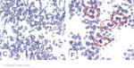 Biomolecular_Crystallography_Fig_10-31_PART3