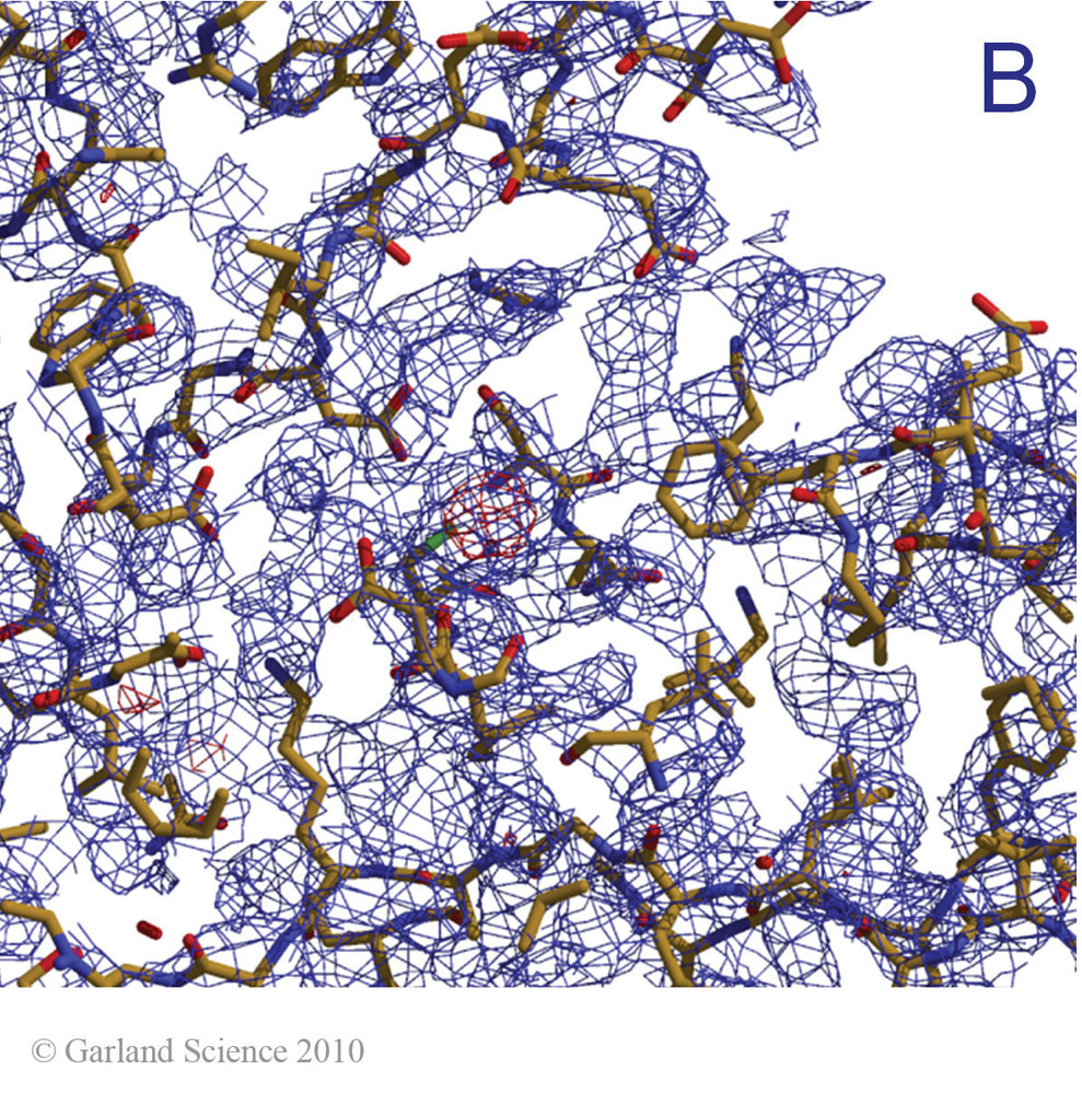 Biomolecular_Crystallography_Fig_11-18_B