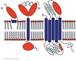Biomolecular_Crystallography_Fig_2-39