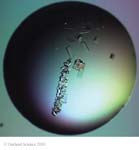 Biomolecular_Crystallography_Fig_3-32