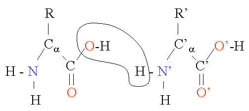 2-amino-acids.gif (2351 bytes)
